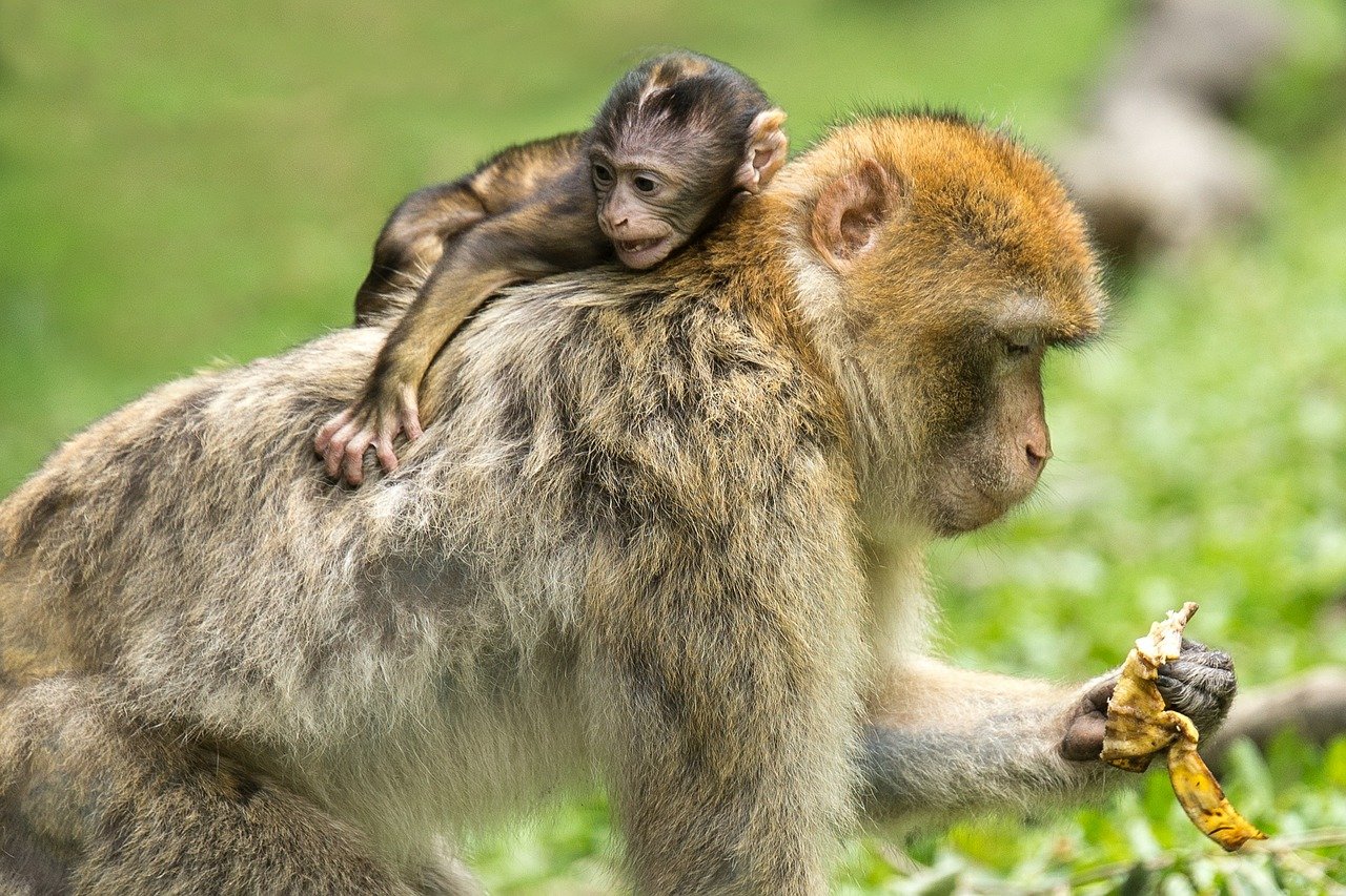 Así actúa el cerebro cuando macacos y murciélagos se relacionan con sus semejantes