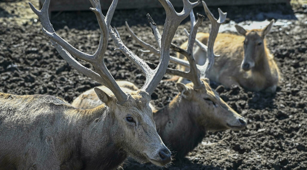 Un ciervo al borde de la extinción regresa a China