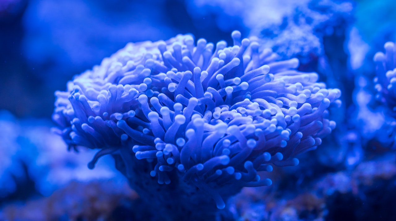 El 14% del coral en el mundo desapareció entre 2009 y 2018