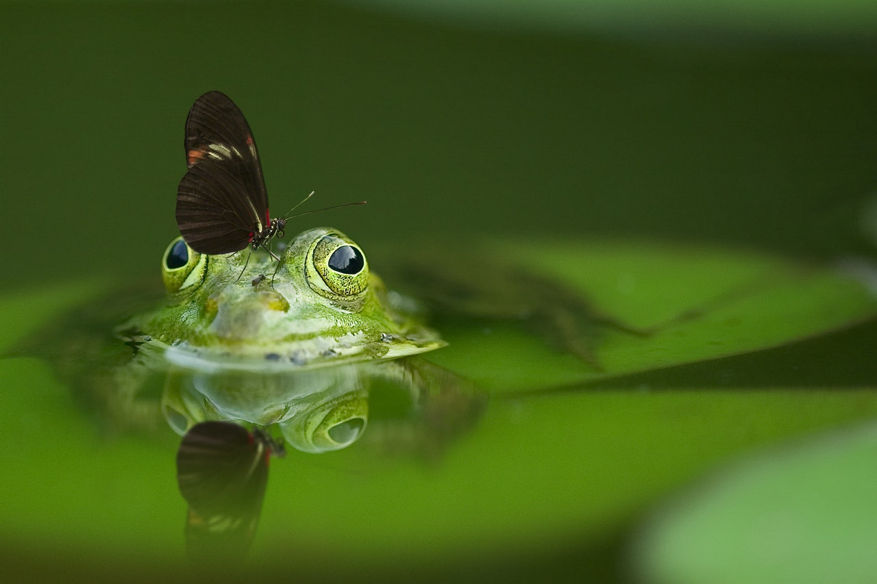 Descubren en Costa Rica una bacteria en las ranas para ayudar a frenar su extinción