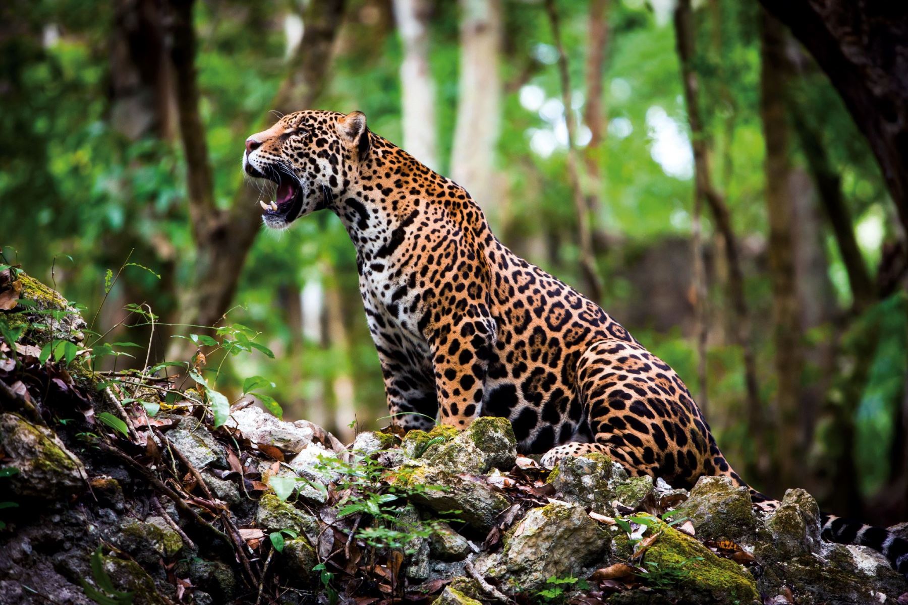 La deforestación amenaza los jaguares y arpías de la Amazonía