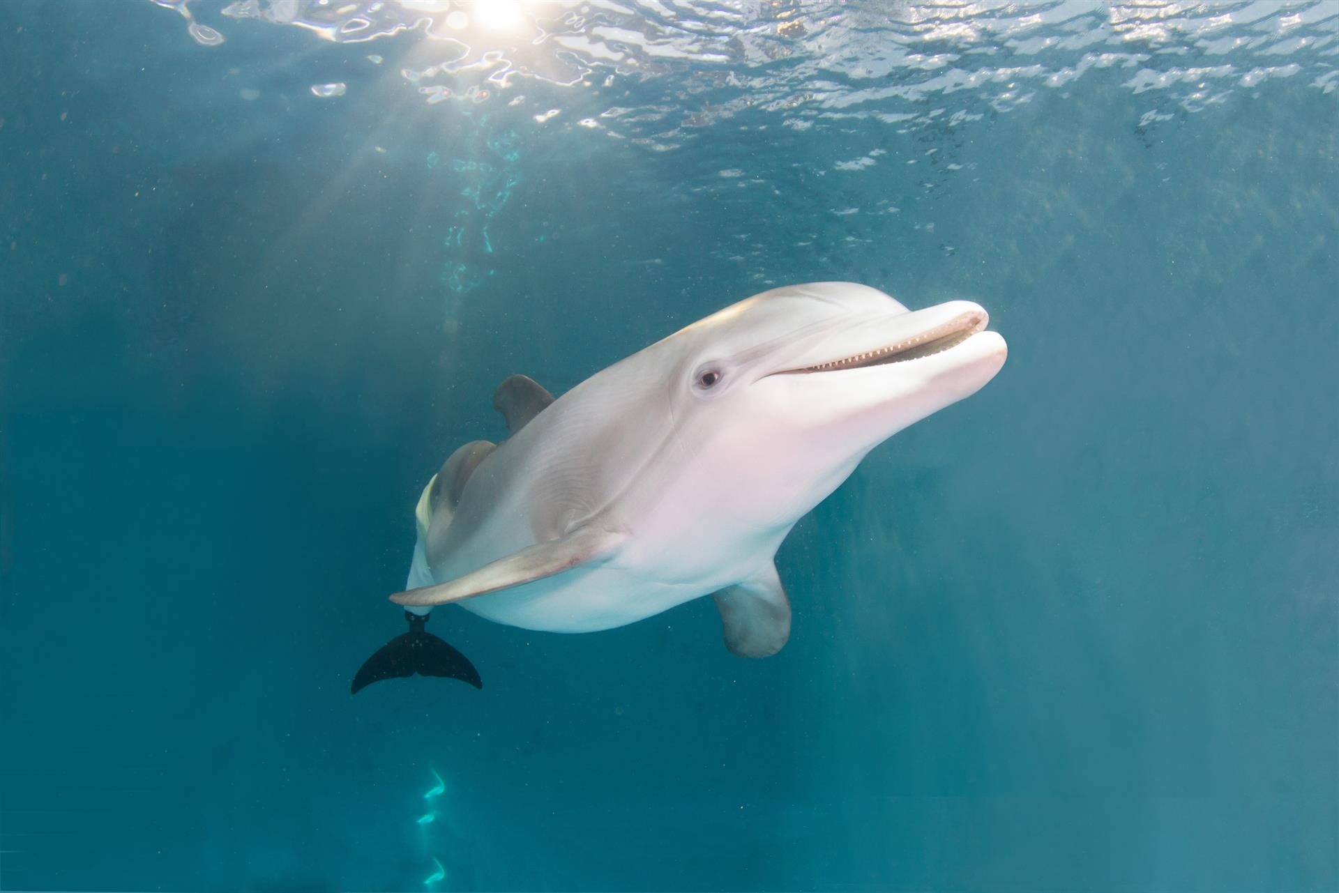 Winter, la delfín que inspiró «Dolphin Tale», tiene un memorial en Florida