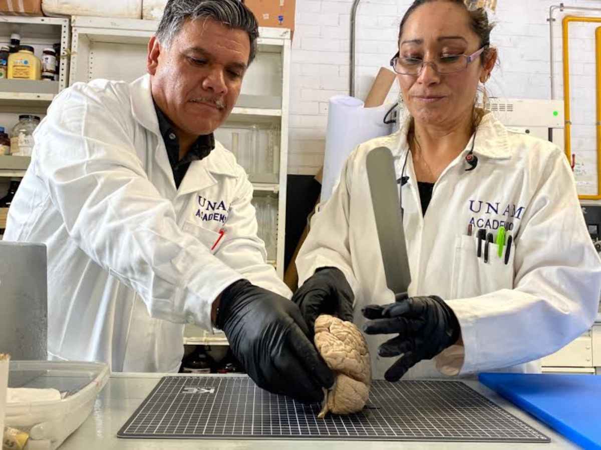 Un Biobanco de cerebros para el estudio de enfermedades neurodegenerativas