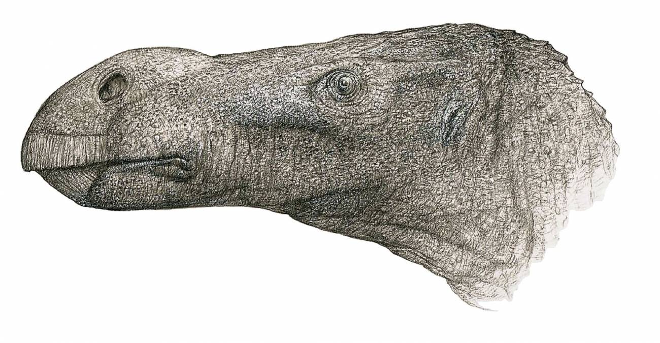 Descubierta una nueva especie de dinosaurio iguanodontiano en la Isla de Wight