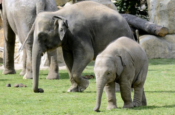 Estudian el único esqueleto hallado en Europa de una cría de elefante antiguo