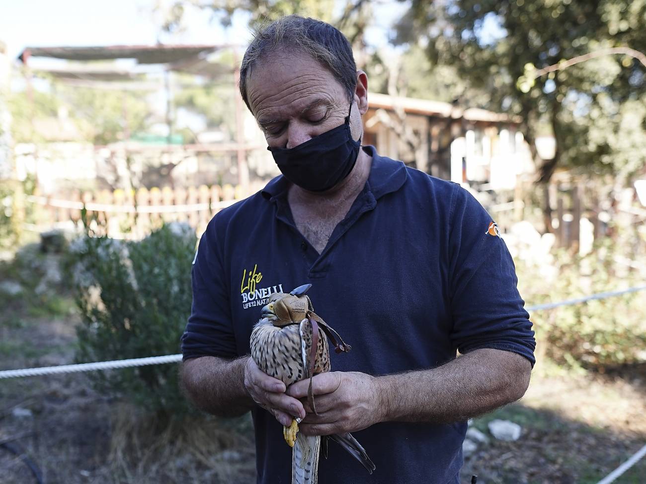 Un cernícalo vuelve a volar tras recuperarse en un hospital de animales salvajes