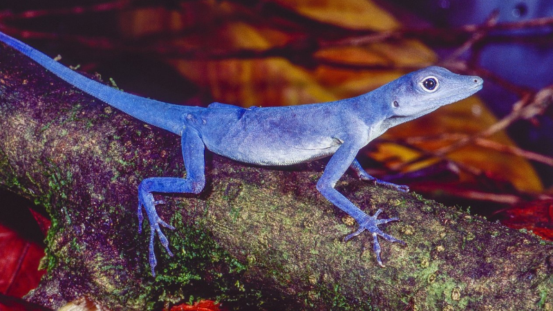 El lagarto azul de Gorgona; endémico de Colombia y en peligro de extinción