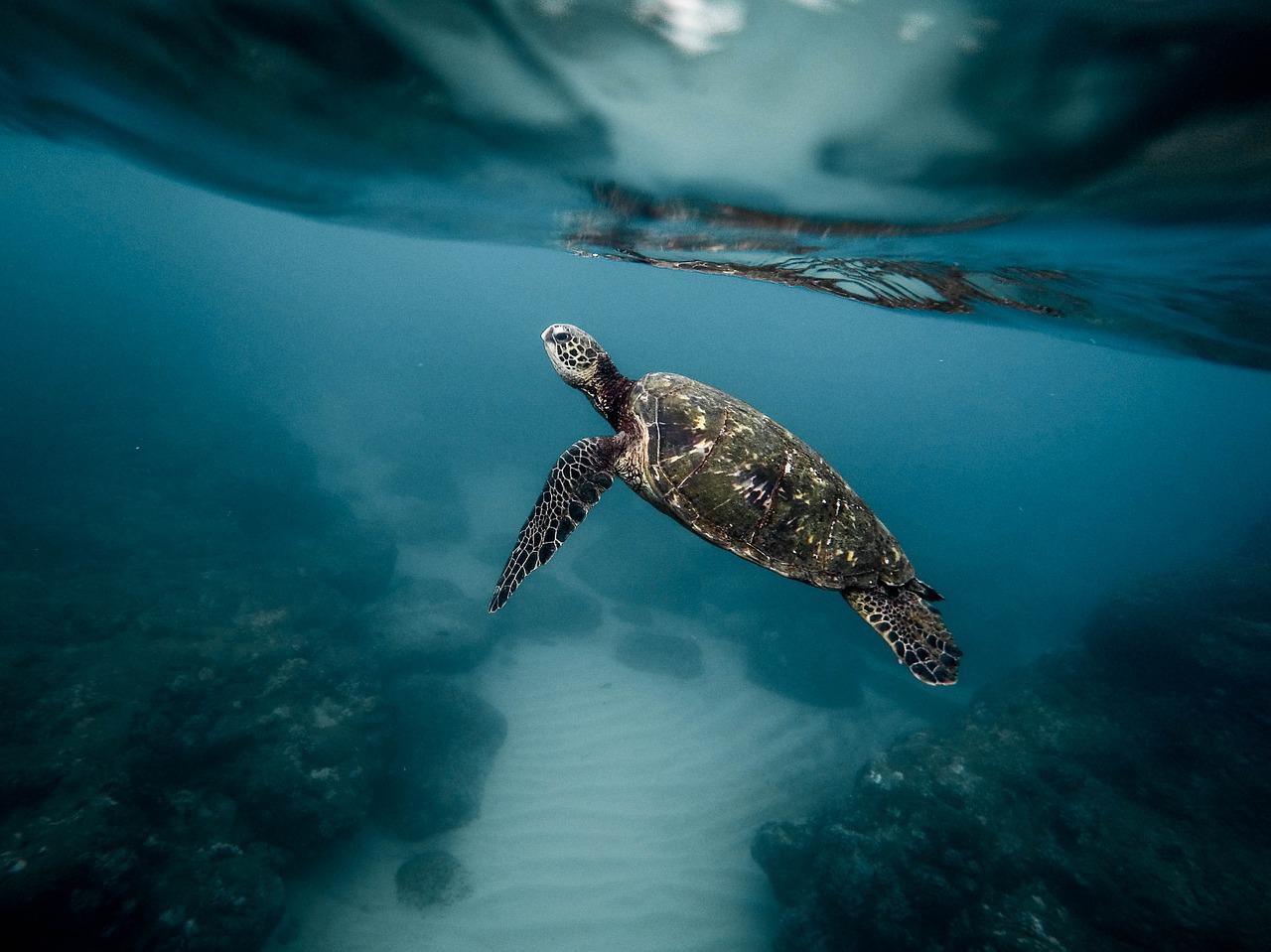 La protección de los océanos es clave para mitigar la crisis climática