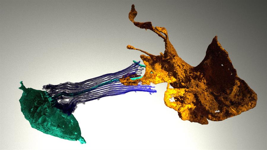 Las esponjas acuáticas podrían tener pistas sobre el origen del cerebro