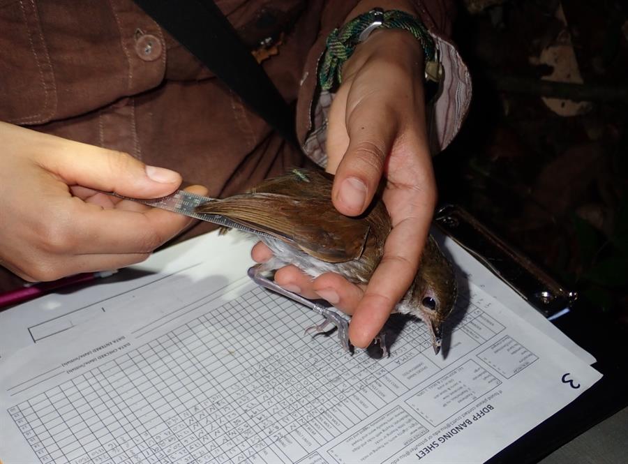 Las aves del Amazonas han empequeñecido para adaptarse al cambio climático