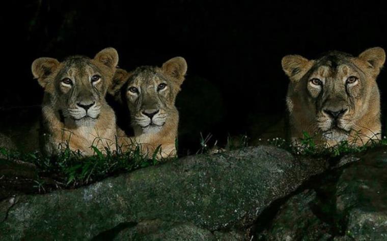 Leones dan positivo en pruebas de detección del coronavirus en Singapur