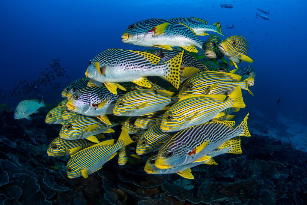 Usarán ADN ambiental para entender cambio climático en áreas marinas