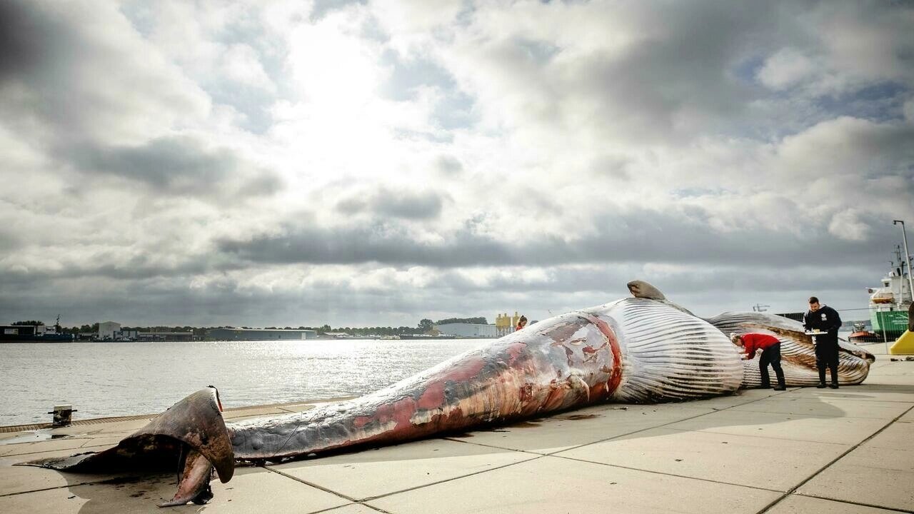 Una ballena de 19 metros encalla en el norte de Francia