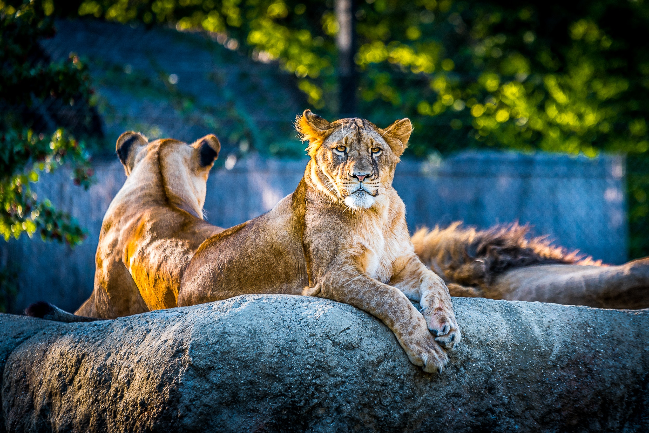 Gorilas y leones de un zoo en Países Bajos dan positivo en coronavirus