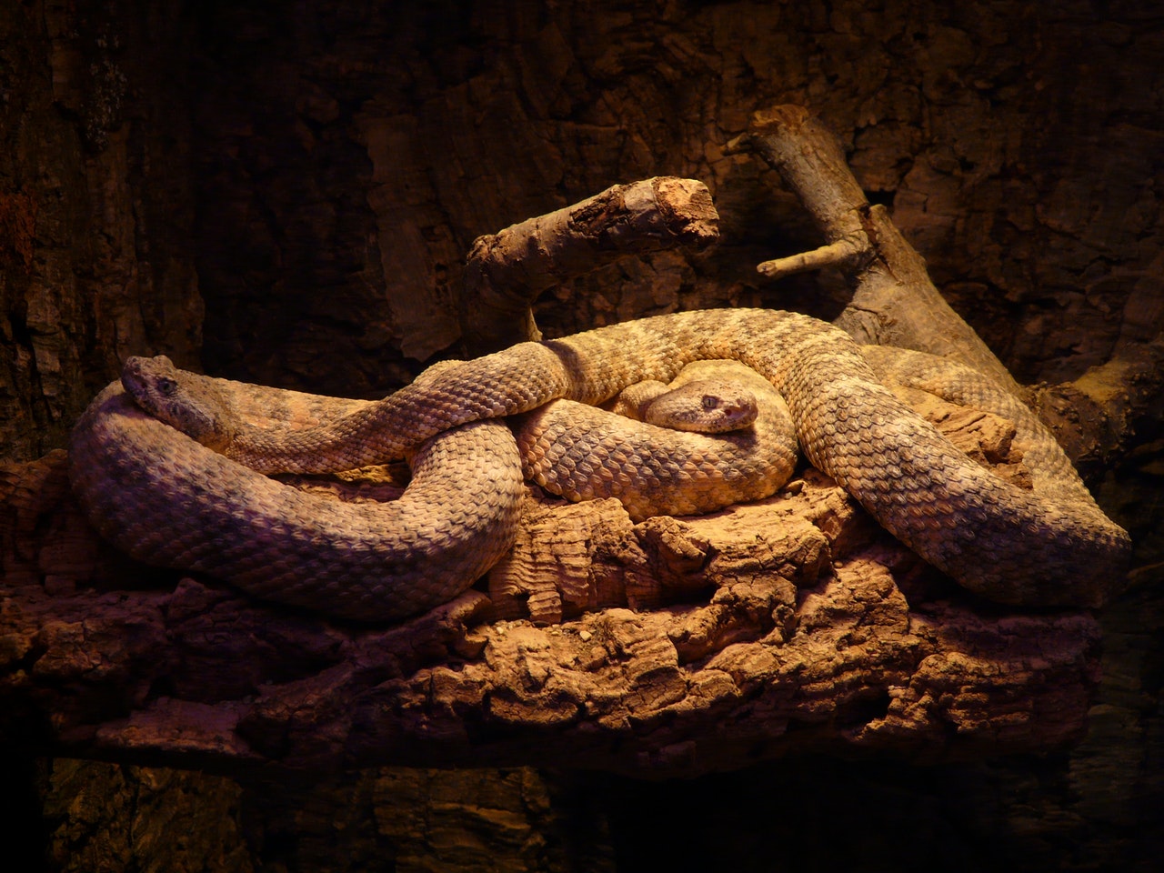 Una sustancia extraída de veneno de serpiente modula coagulación sanguínea