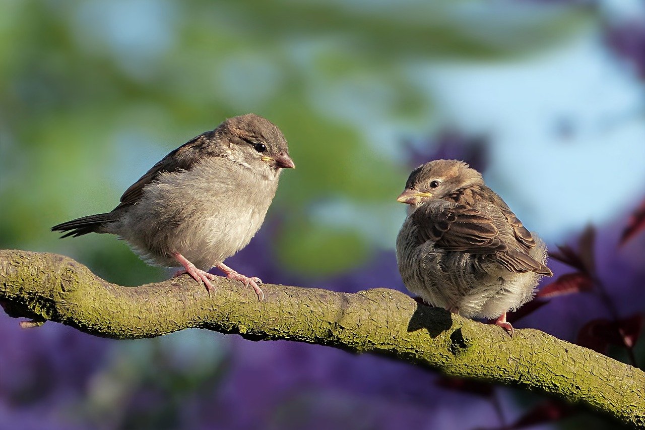 El canto de las aves es menor y menos variado por la disminución de especies