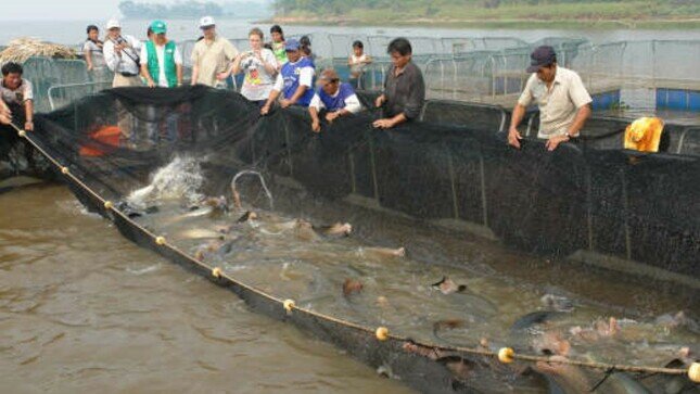 Hallan por primera vez microplásticos en peces de la Amazonía peruana