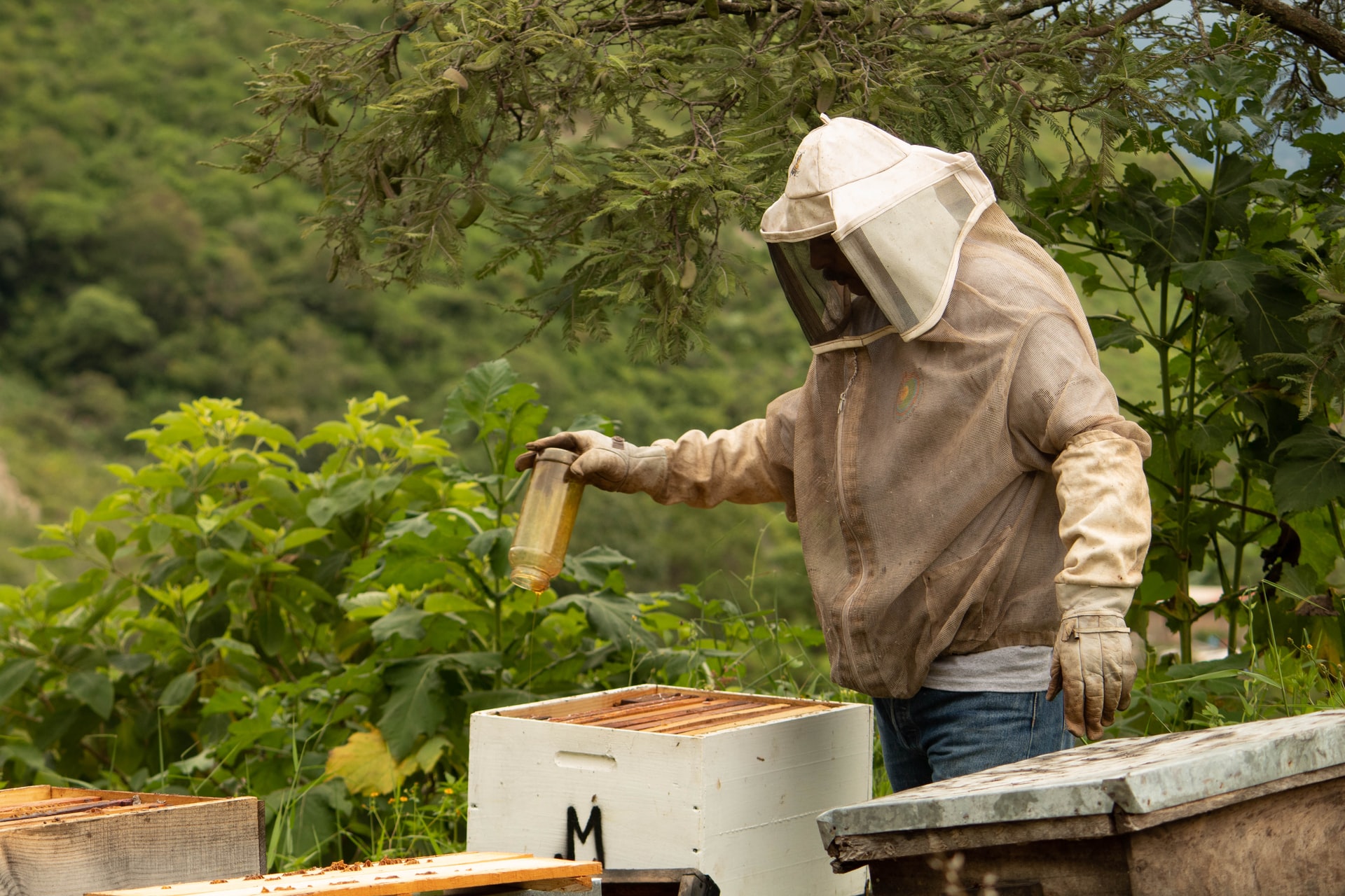 En Colombia desarrollan un superalimento que protege a las abejas de pesticidas