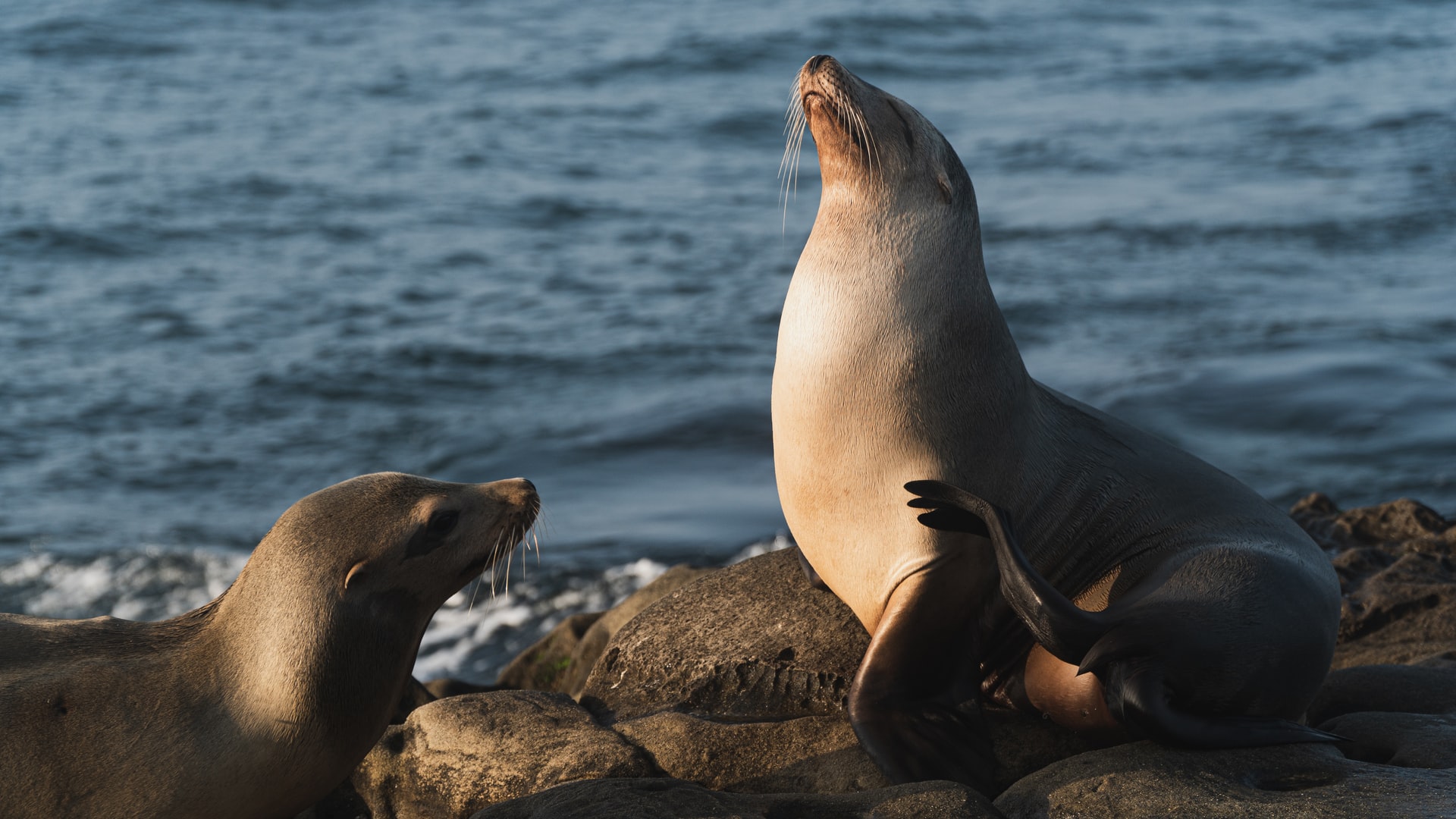 Una colonia de lobos marinos en México se niega a desaparecer