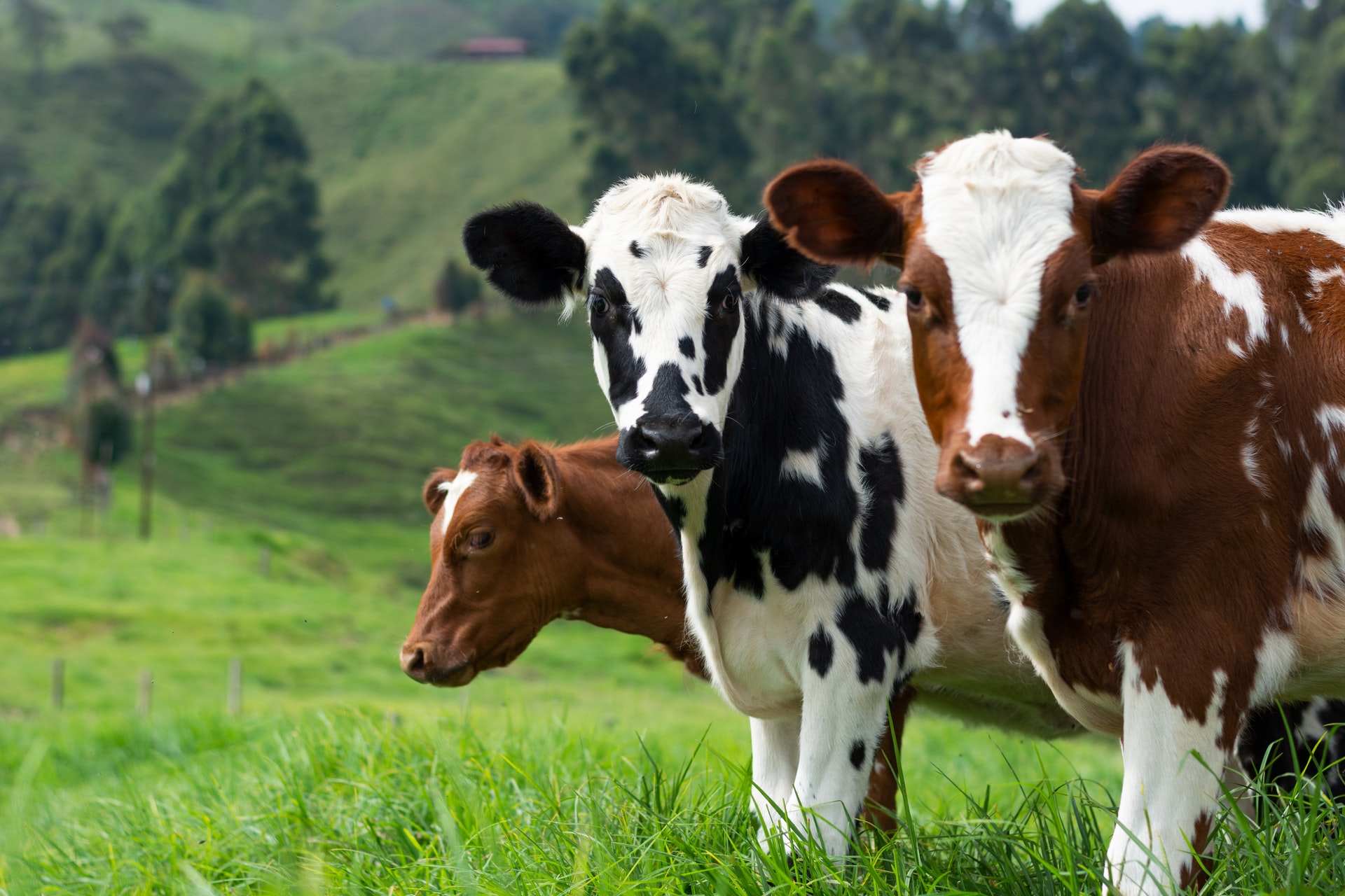 Científicos enseñan a las vacas a ir al baño para beneficiar al clima