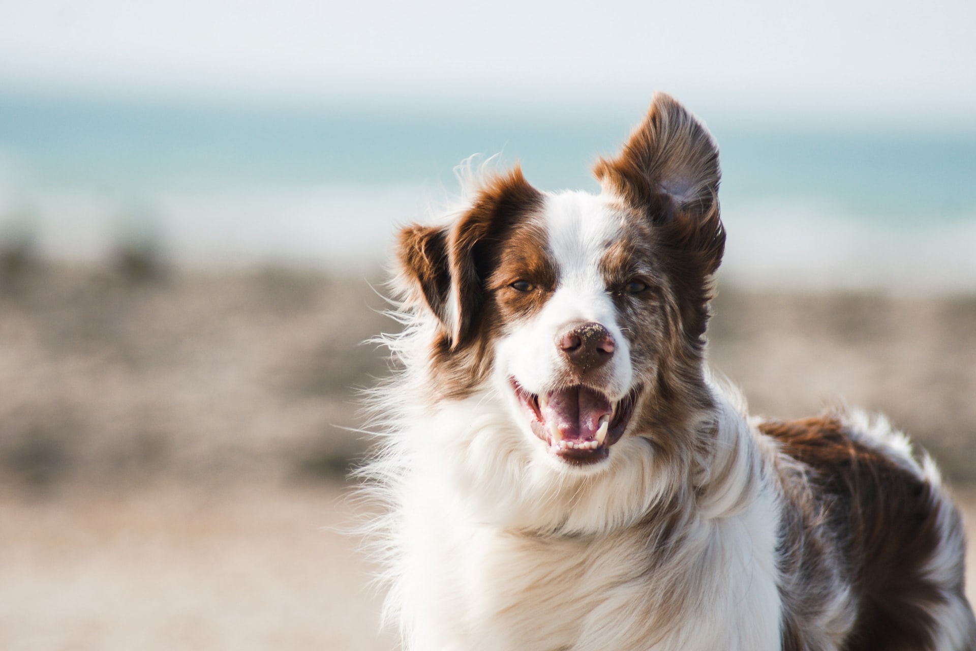 ¿Perros genios? Investigan cómo se aprenden los nombres de objetos