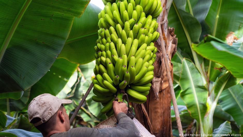 Hallan nueva técnica de cultivo que podría revolucionar la agricultura