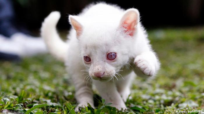 Rescatan en Colombia a cachorro de yaguarundí con un raro trastorno albino