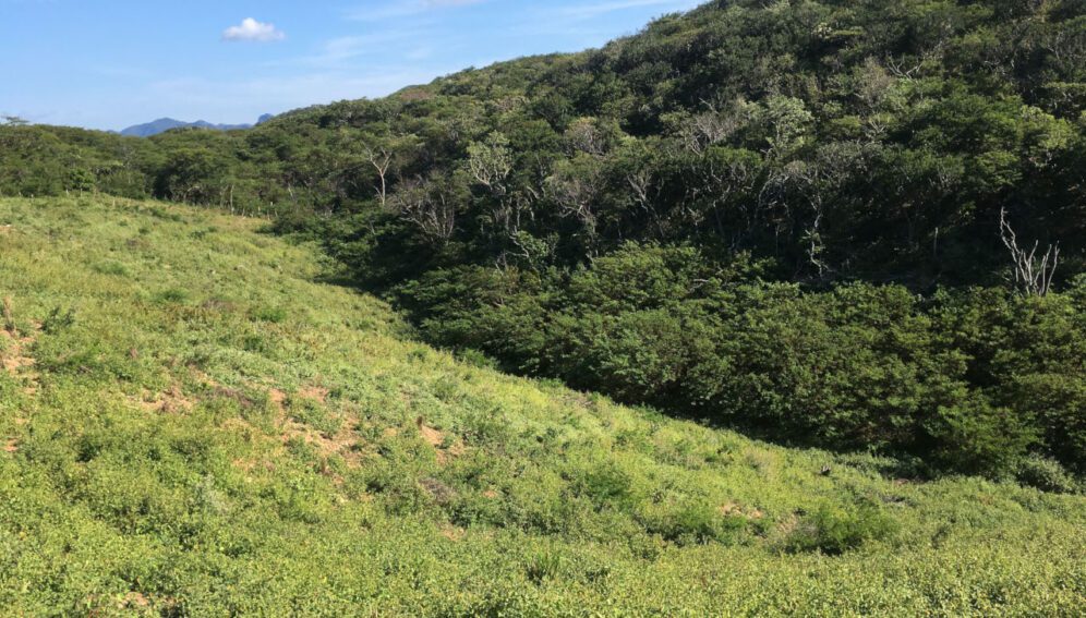 Claves para restaurar bosques tropicales en Sudamérica