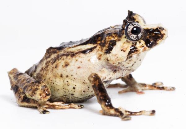 Descubren una nueva especie de rana en los bosques montanos del norte de Perú