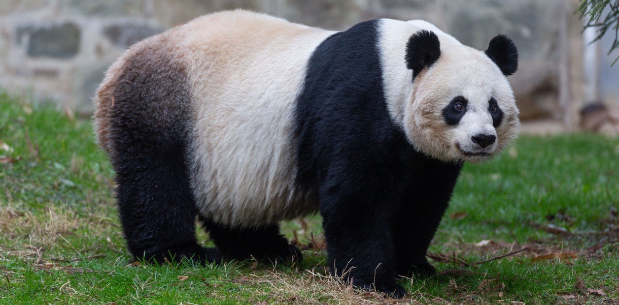 Hallan fósil de panda gigante de más de 100.000 años de antigüedad en China