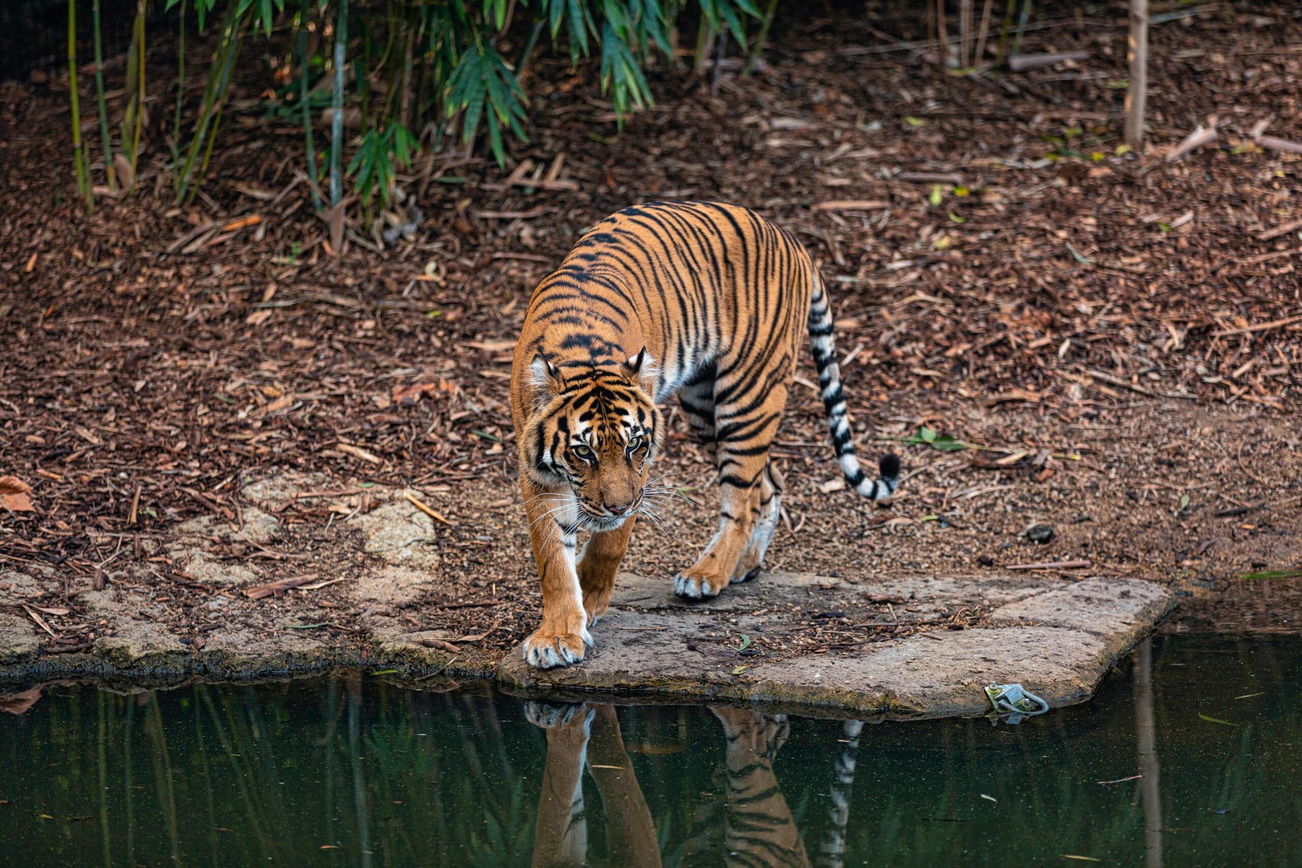 Nepal inicia el censo de sus tigres de Bengala, en peligro de extinción