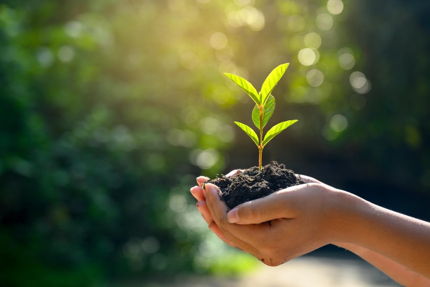 Canadá prevé plantar 2.000 millones de árboles para combatir crisis climática