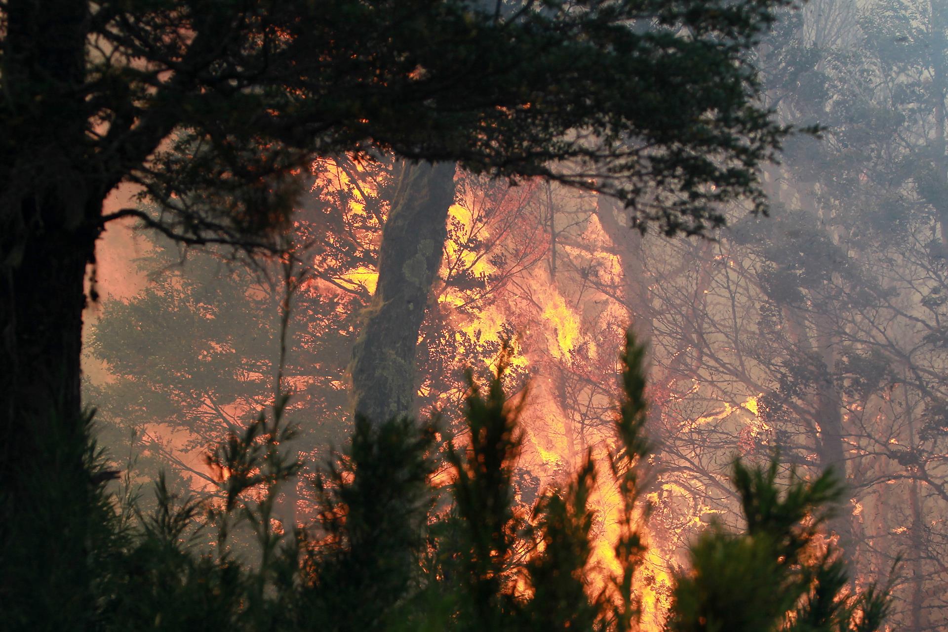 Argentina declara situación de «emergencia» por los incendios forestales