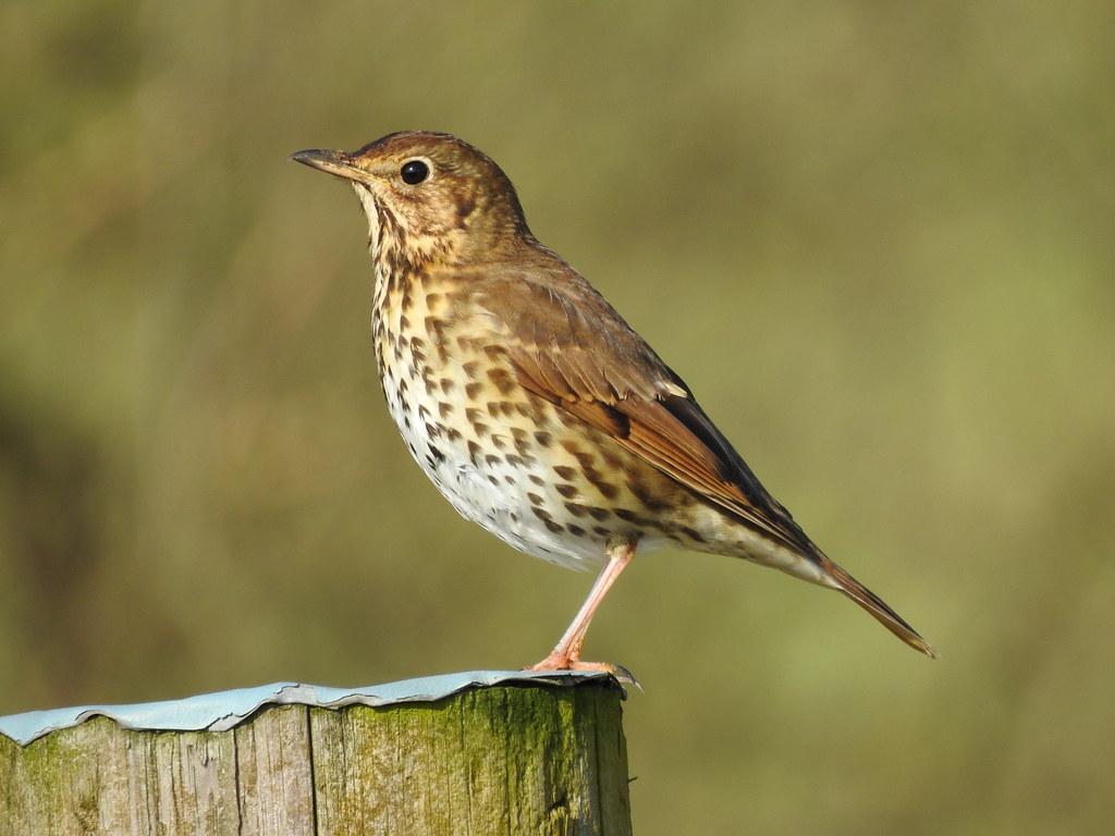 El Consejo de Estado francés prohíbe la caza de cinco especies de aves