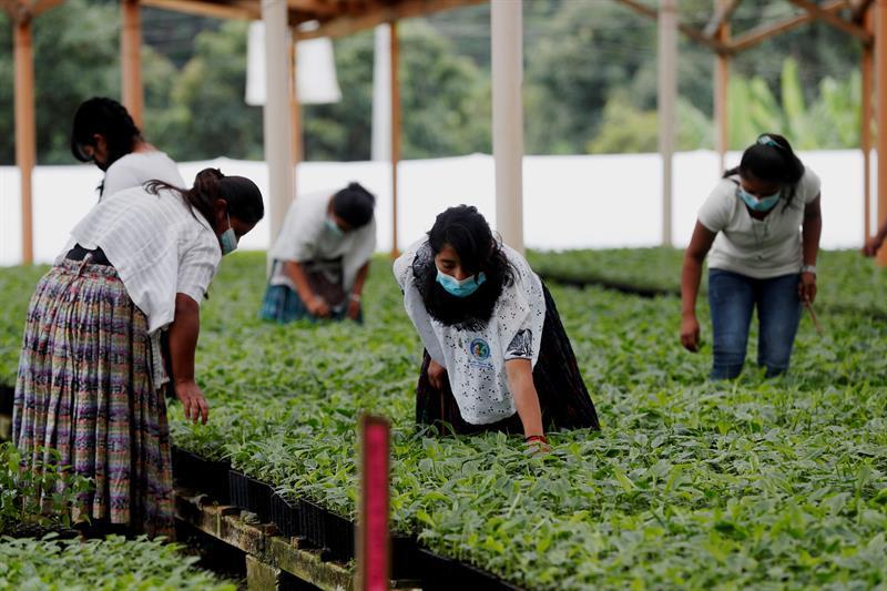 El cambio climático obliga a agricultores guatemaltecos a migrar