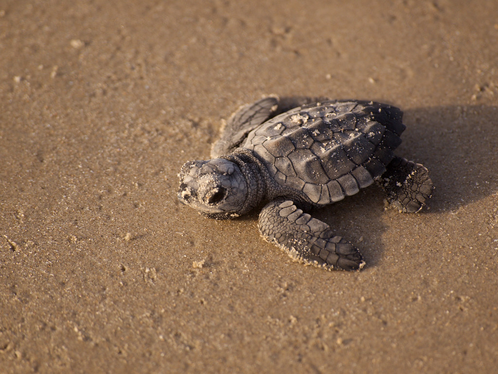 “Tortu Banks”, un vivero en Panamá al rescate de tortugas marinas