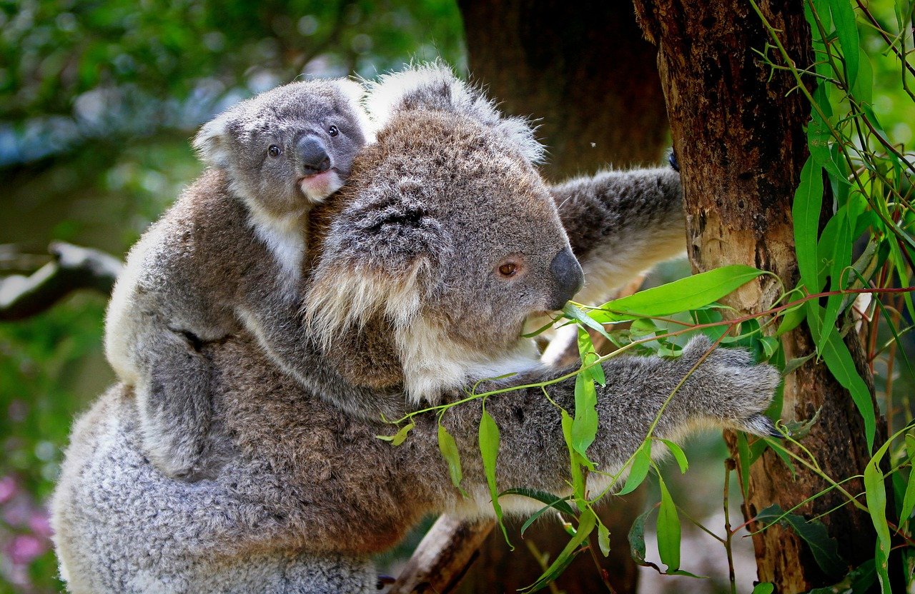 Desde 2018, la población de koalas se redujo un 30% en Australia