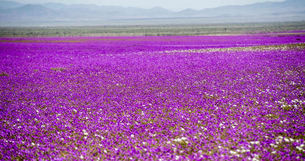 Científicos estudian la resistencia de las flores en el desierto de Atacama