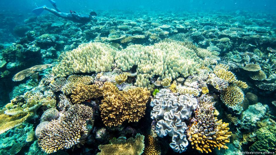 Australia anuncia USD 700 millones para proteger Gran Barrera de Coral