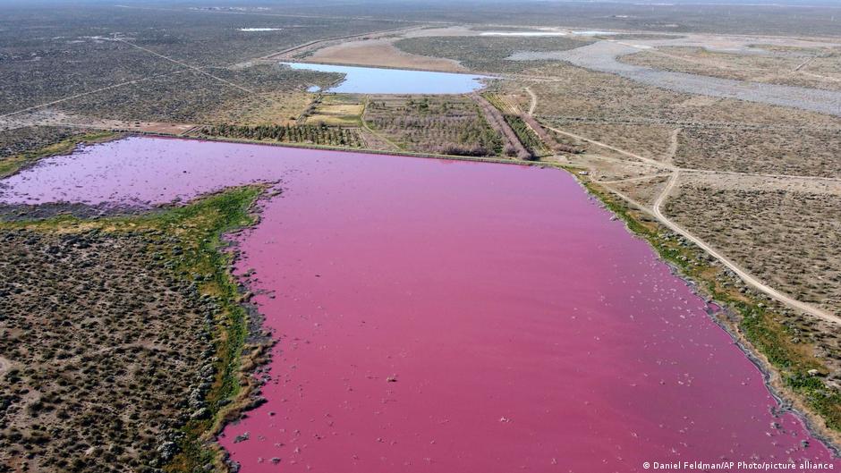 ¿Cómo logran prosperar las especies en ecosistemas contaminados?