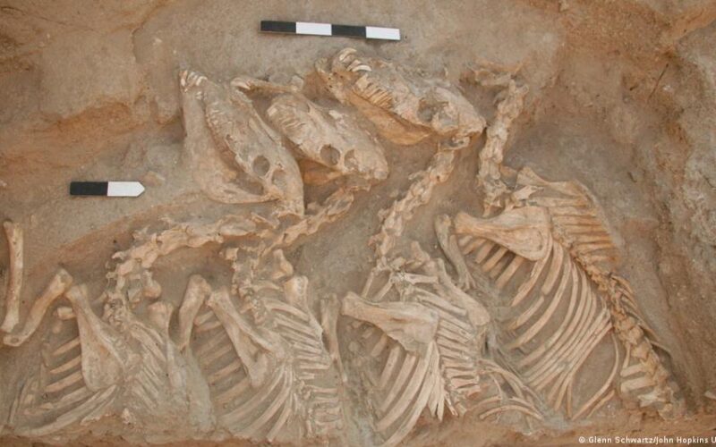 Identifican los primeros animales híbridos criados por humanos hace 4.500 años