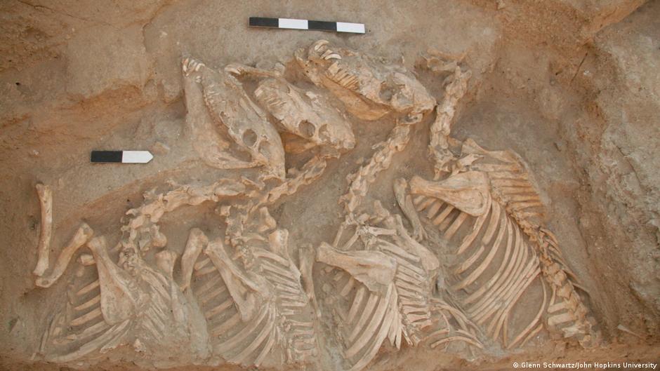 Identifican los primeros animales híbridos criados por humanos hace 4.500 años