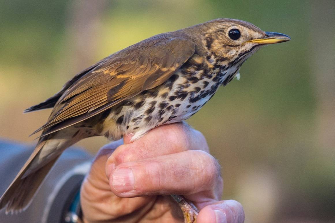 La acción humana afecta negativamente a las aves frugívoras de Doñana