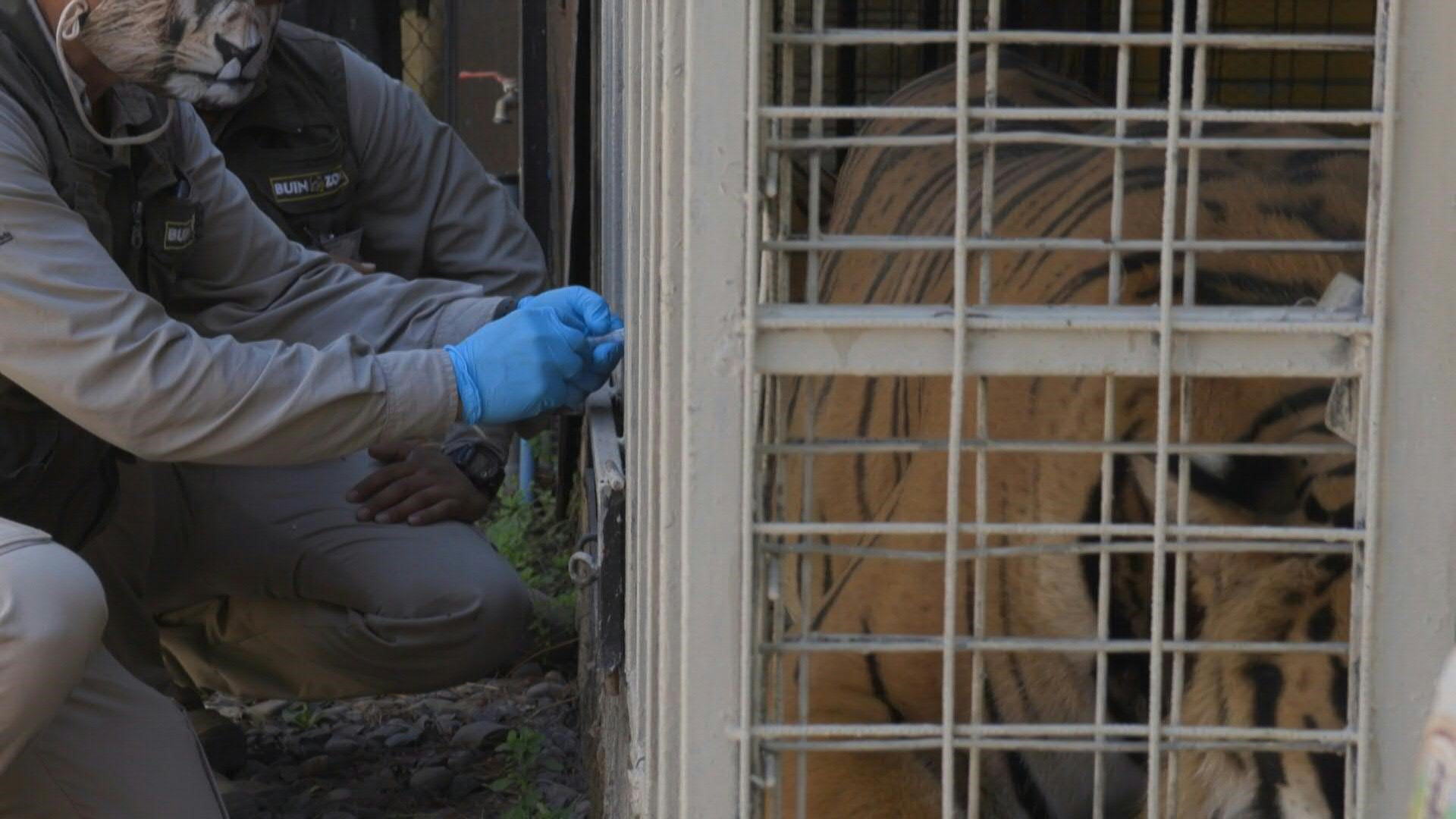 Zoológico en Chile comienza a vacunar a animales contra la COVID-19