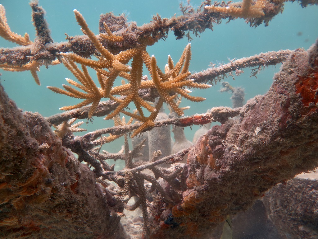 Bocas del Toro en Panamá promueve la conservación de arrecifes de coral