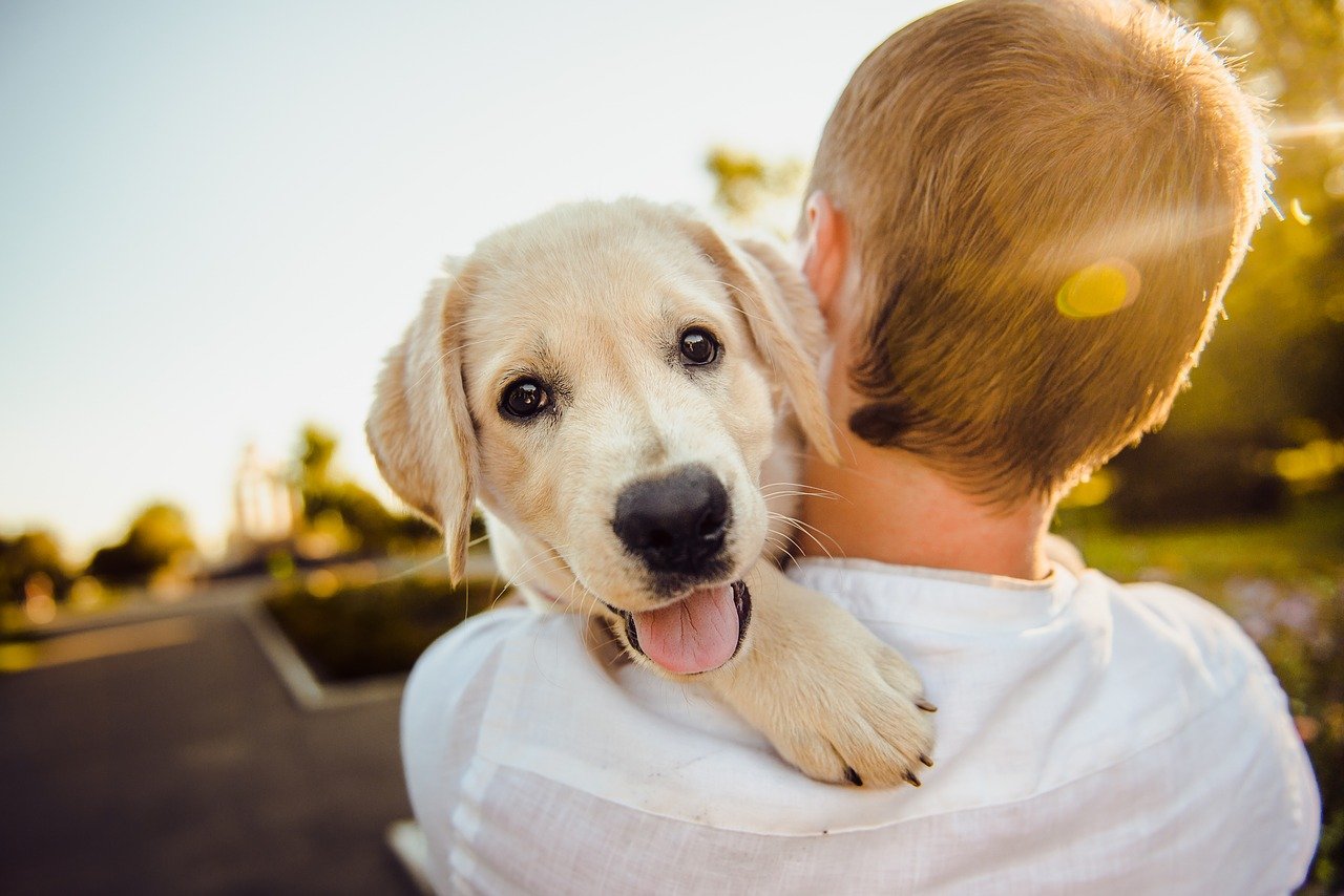 En México inauguran el primer estadio “pet friendly” del mundo