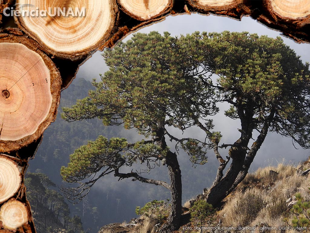 Cómo leer los anillos de un árbol - Muebles LUFE