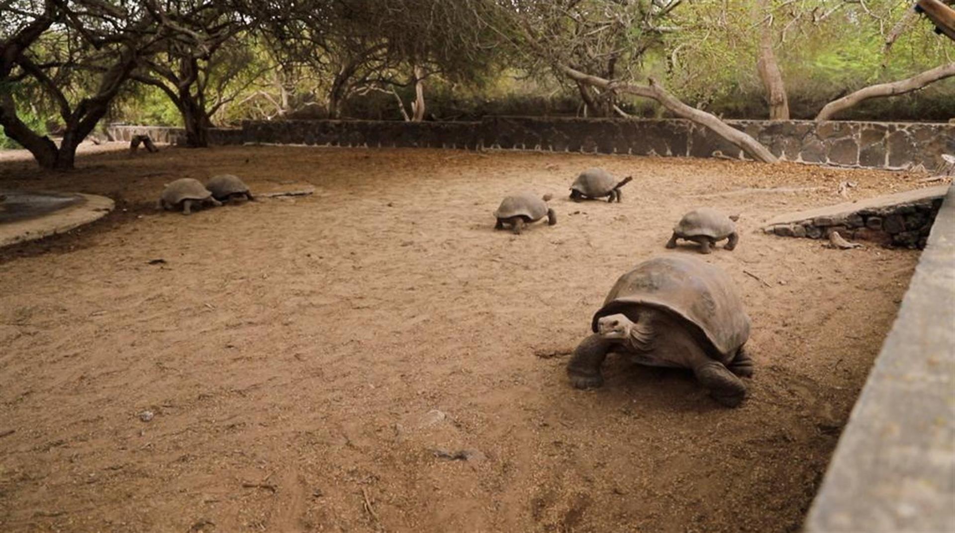 Tortugas gigantes criadas en cautiverio retornan a su hábitat en Galápagos