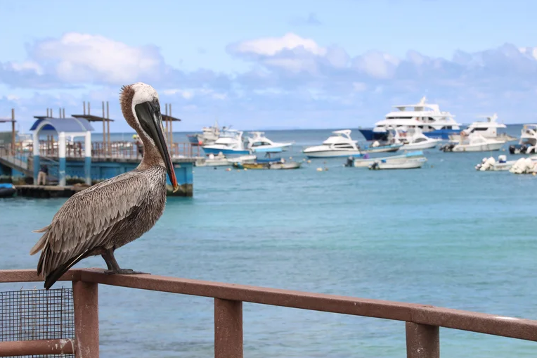 Ecuador inaugura reserva en Galápagos y sella la mayor área marina protegida