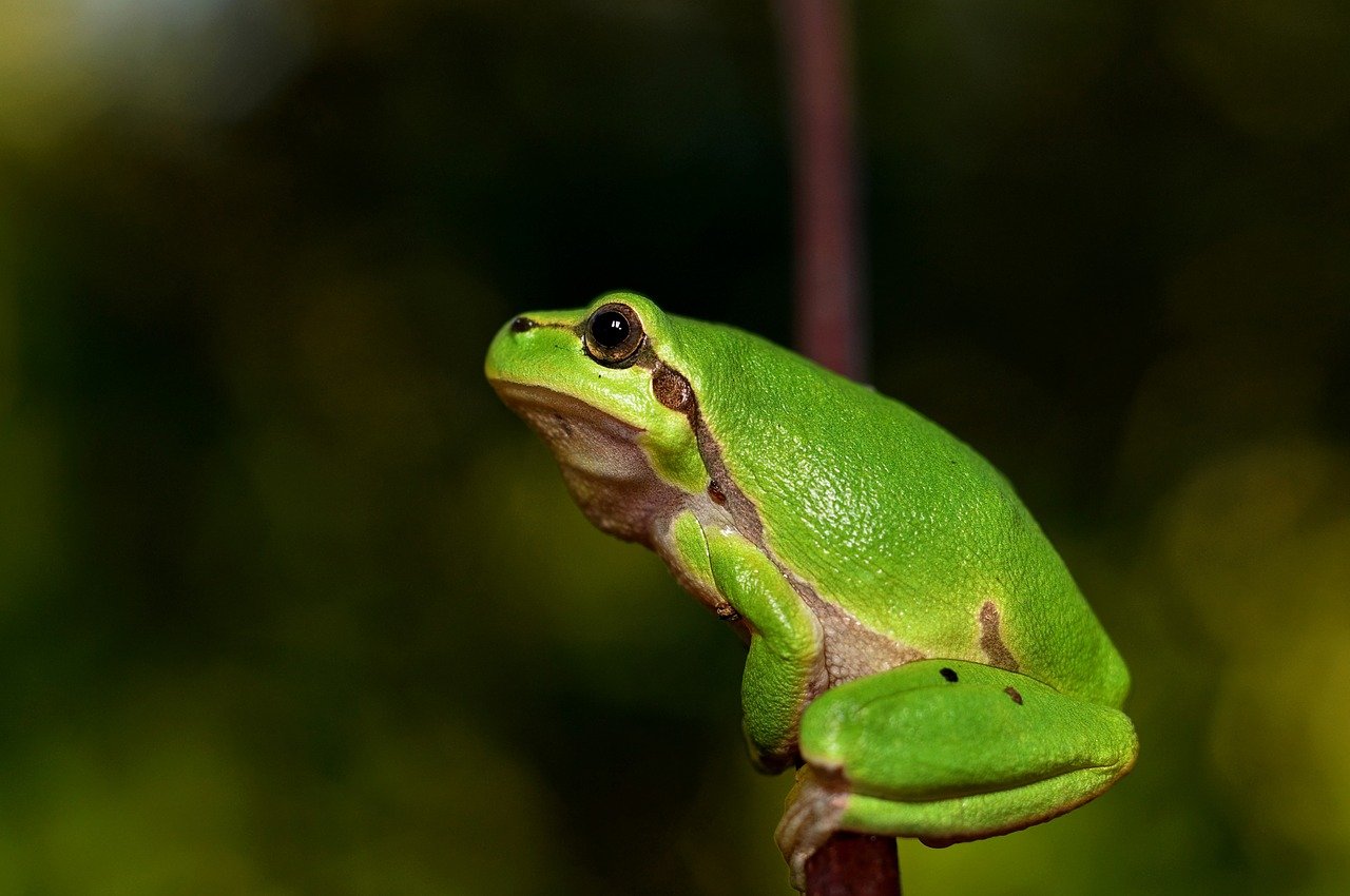 Descubren en Chile fósiles de ranas de hace más de 70 millones de años